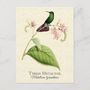 Tyrian Metal Tail Hummingbird Vintage Art Postcard