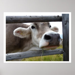 Tyrolean Cow Face through Fence Poster