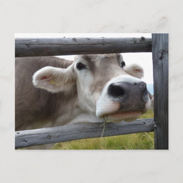 Tyrolean Cow Poking Head through Fence Postcard (Front)