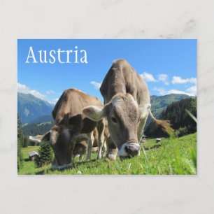 Tyrolean Cows Grazing, Austrian Alps Postcard
