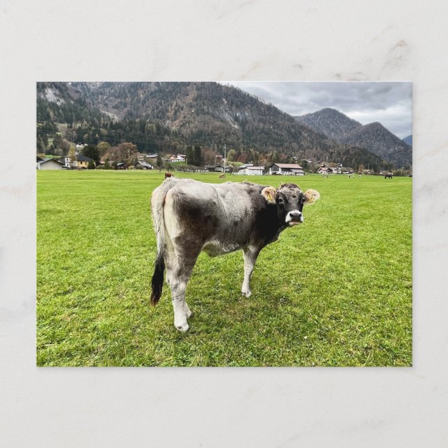 Tyrolean Gray Cow Austria             Postcard (Front)