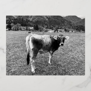 Tyrolean Grey Cow Austria Foil Holiday Postcard