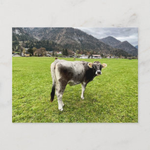 Tyrolean Grey Cow Austria Postcard