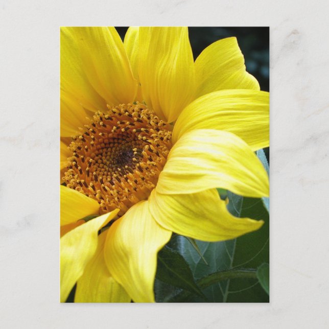 U R my Sunflower Postcard (Front)