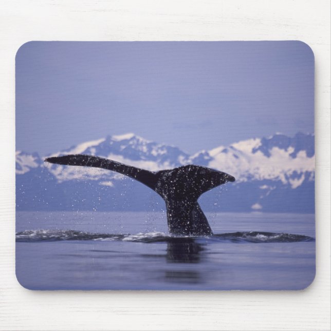 U.S.A., Alaska, Inside Passage Humpback whale Mouse Pad (Front)