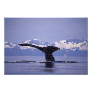 U.S.A., Alaska, Inside Passage Humpback whale Photo Print
