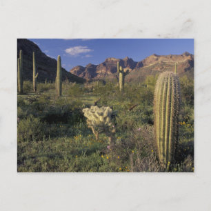 U.S.A., Arizona, Organ Pipe National Monument. Postcard