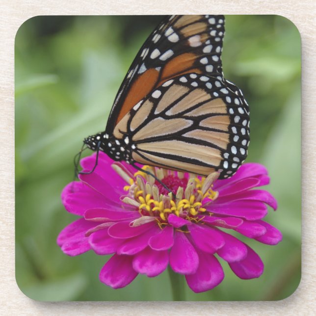 U.S.A., Massachusetts, Boylston, Tower Hill Coaster (Front)