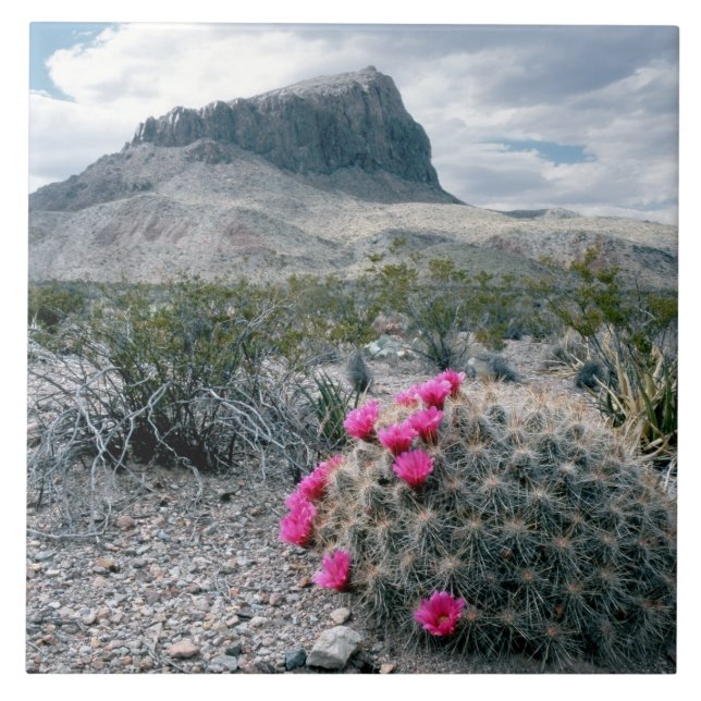 U.S.A., Texas, Big Bend National Park. Blooming Ceramic Tile (Front)