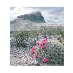 U.S.A., Texas, Big Bend National Park. Blooming Notepad