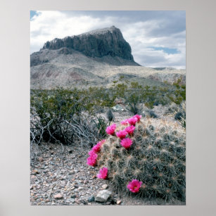 U.S.A., Texas, Big Bend National Park. Blooming Poster