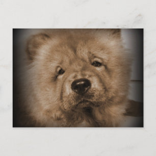 Udon,My Baby Postcard