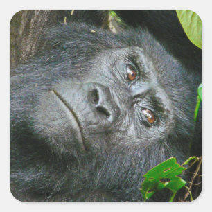 Uganda Gorilla Safari on Display Stickers