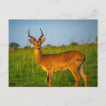 Uganda Murchison Falls Antelope Postcard