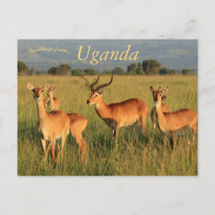 Ugandan Kob Queen Elizabeth National Park Uganda Postcard