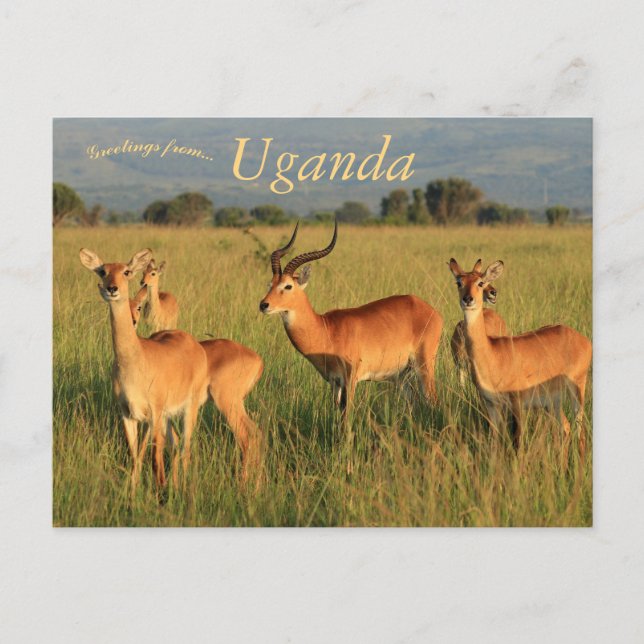 Ugandan Kob Queen Elizabeth National Park Uganda Postcard (Front)