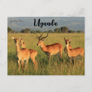 Ugandan Kob Queen Elizabeth National Park Uganda Postcard