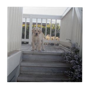 Ugg Stairs: Labrador Puppy Says No To Stairs, Ceramic Tile
