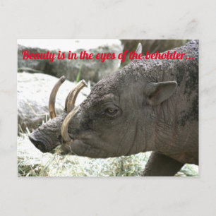 Ugly animals, Babirusa Postcard
