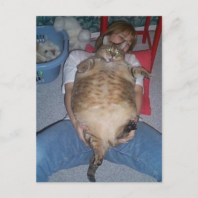 Ugly Fat Cat Postcard (Front)