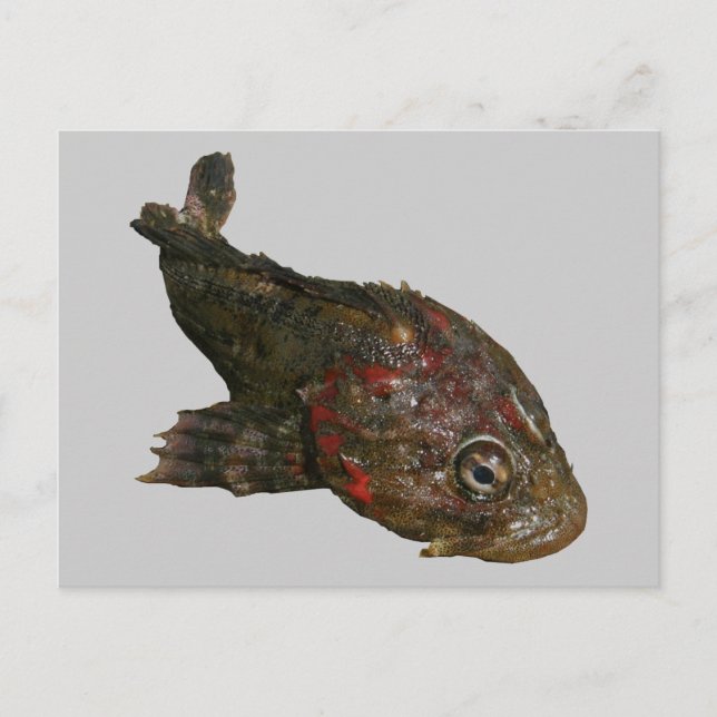 Ugly Rock Fish (Irish Lord) Postcard (Front)