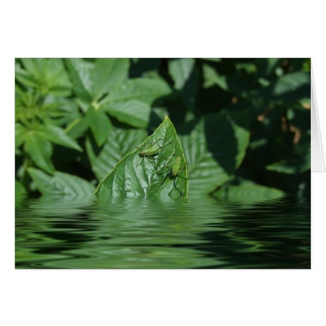 Uh-Oh!! (Front Horizontal)