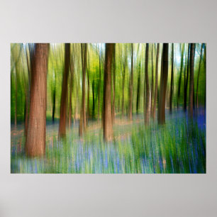 UK England Bluebell Oak Woodland in Springtime Poster