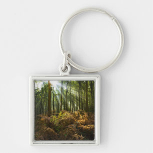 UK, England. Rays of sunlight streaming through Key Ring