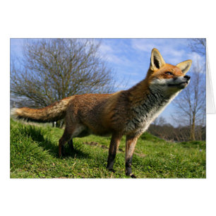 UK, England. Red Fox Vulpes vulpes) in