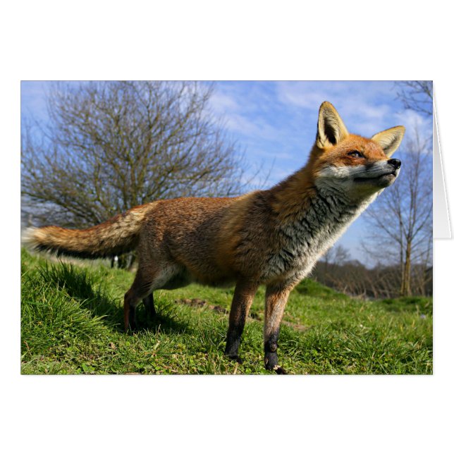 UK, England. Red Fox Vulpes vulpes) in (Front Horizontal)
