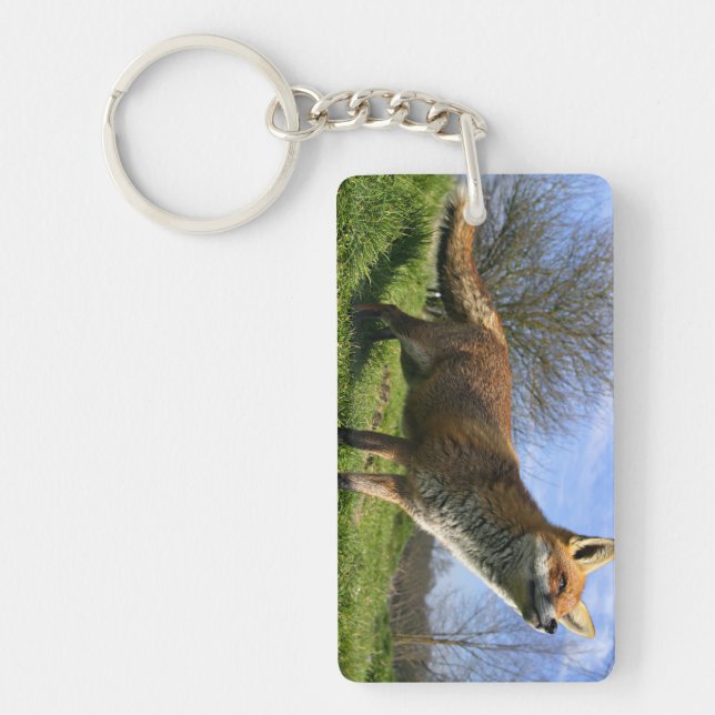 UK, England. Red Fox Vulpes vulpes) in Key Ring (Front)