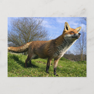 UK, England. Red Fox Vulpes vulpes) in Postcard