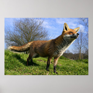 UK, England. Red Fox Vulpes vulpes) in Poster