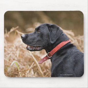 UK, England, Suffolk, Thetford Forest, Black 3 Mouse Pad