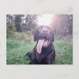 UK, England, Suffolk, Thetford Forest, Dog Postcard