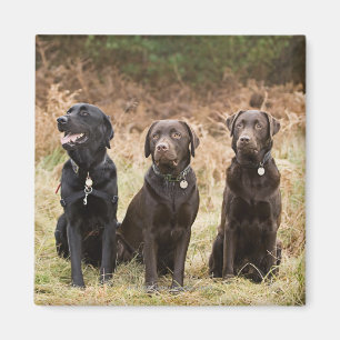 UK, England, Suffolk, Thetford Forest, Portrait Magnet