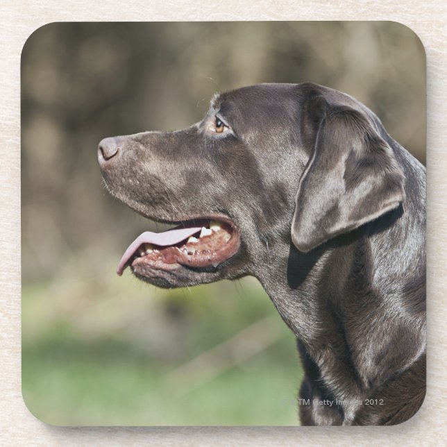 UK, England, Suffolk, Thetford Forest, Profile Coaster (Front)