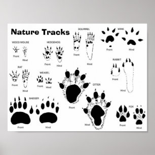 UK/Europe Animal Tracks Poster