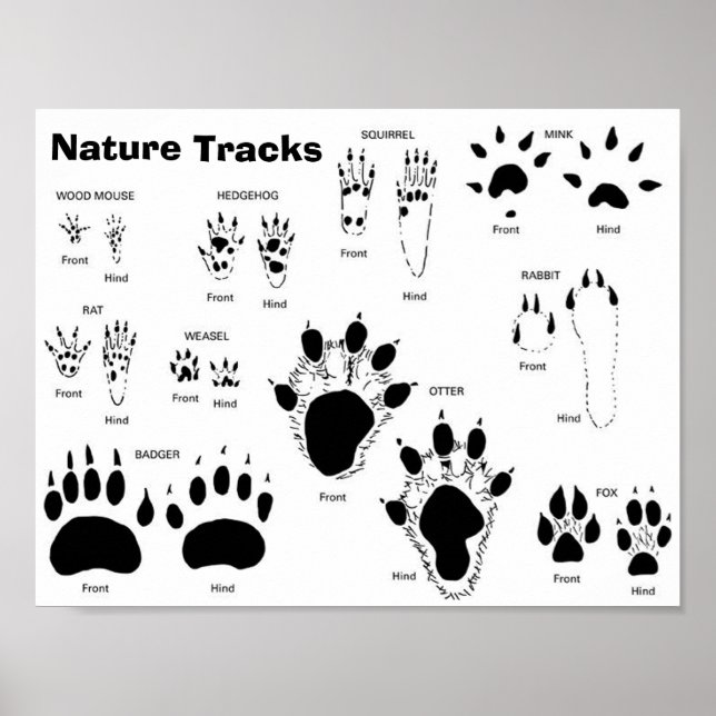 UK/Europe Animal Tracks Poster (Front)