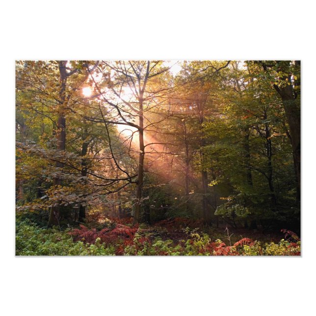 UK. Forest of Dean. Sunbeam penetrating a Photo Print (Front)