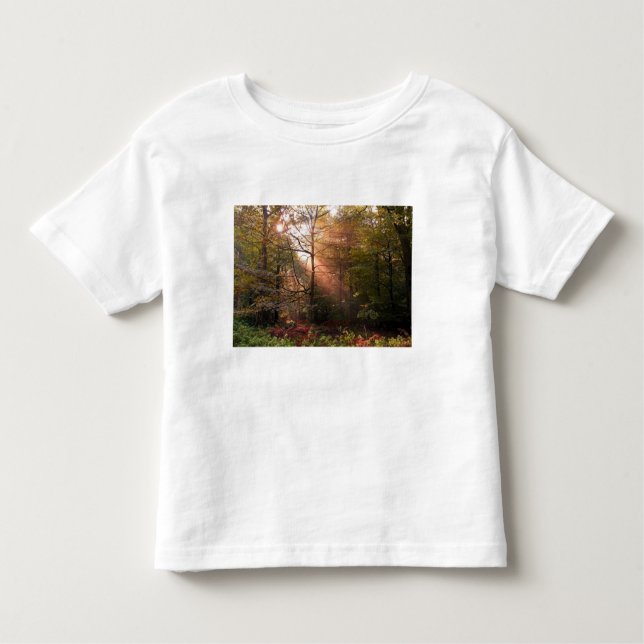UK. Forest of Dean. Sunbeam penetrating a Toddler T-Shirt (Front)