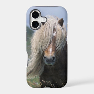 UK, Scotland, Shetland Islands, Shetland pony
