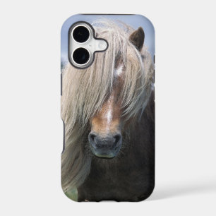 UK, Scotland, Shetland Islands, Shetland pony