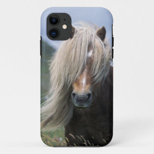 UK, Scotland, Shetland Islands, Shetland pony iPhone 11 Case