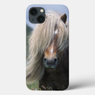 UK, Scotland, Shetland Islands, Shetland pony iPhone 13 Case