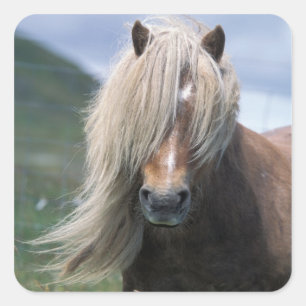 UK, Scotland, Shetland Islands, Shetland pony Square Sticker