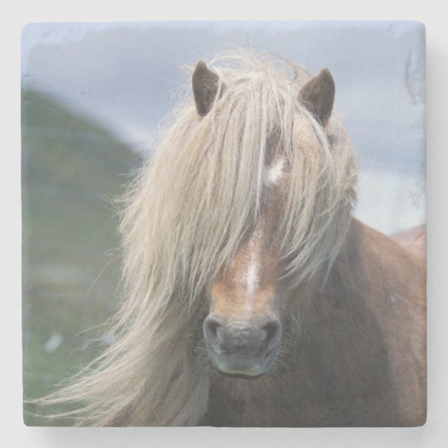 UK, Scotland, Shetland Islands, Shetland pony Stone Coaster (Front)