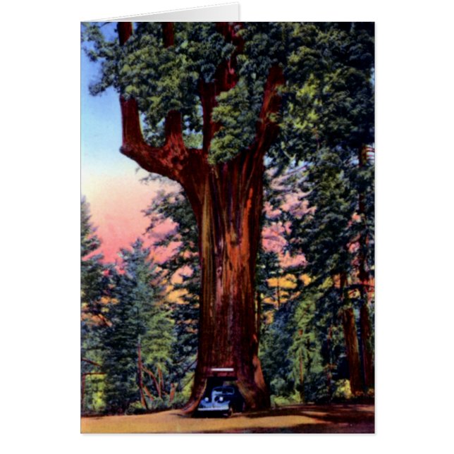 Ukiah California Chandelier Tree Redwood Drive Thr (Front)