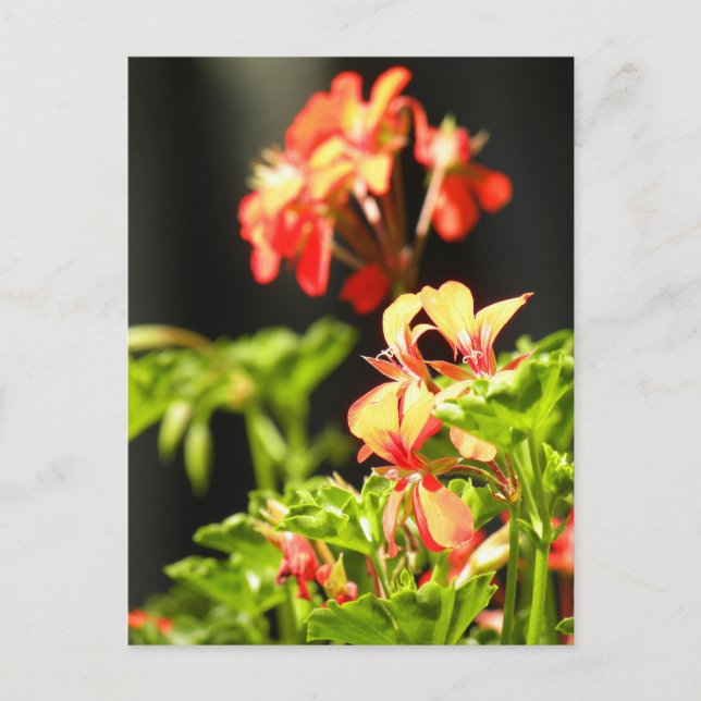 Ukrainian Flowers Postcard (Front)