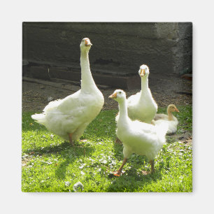 Ukrainian Geese Magnet